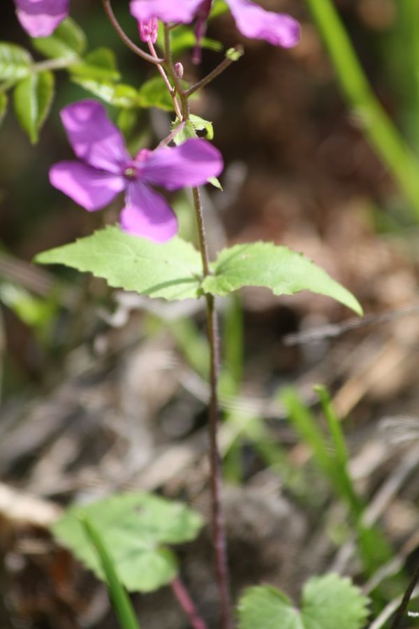 Lunaria annua L.